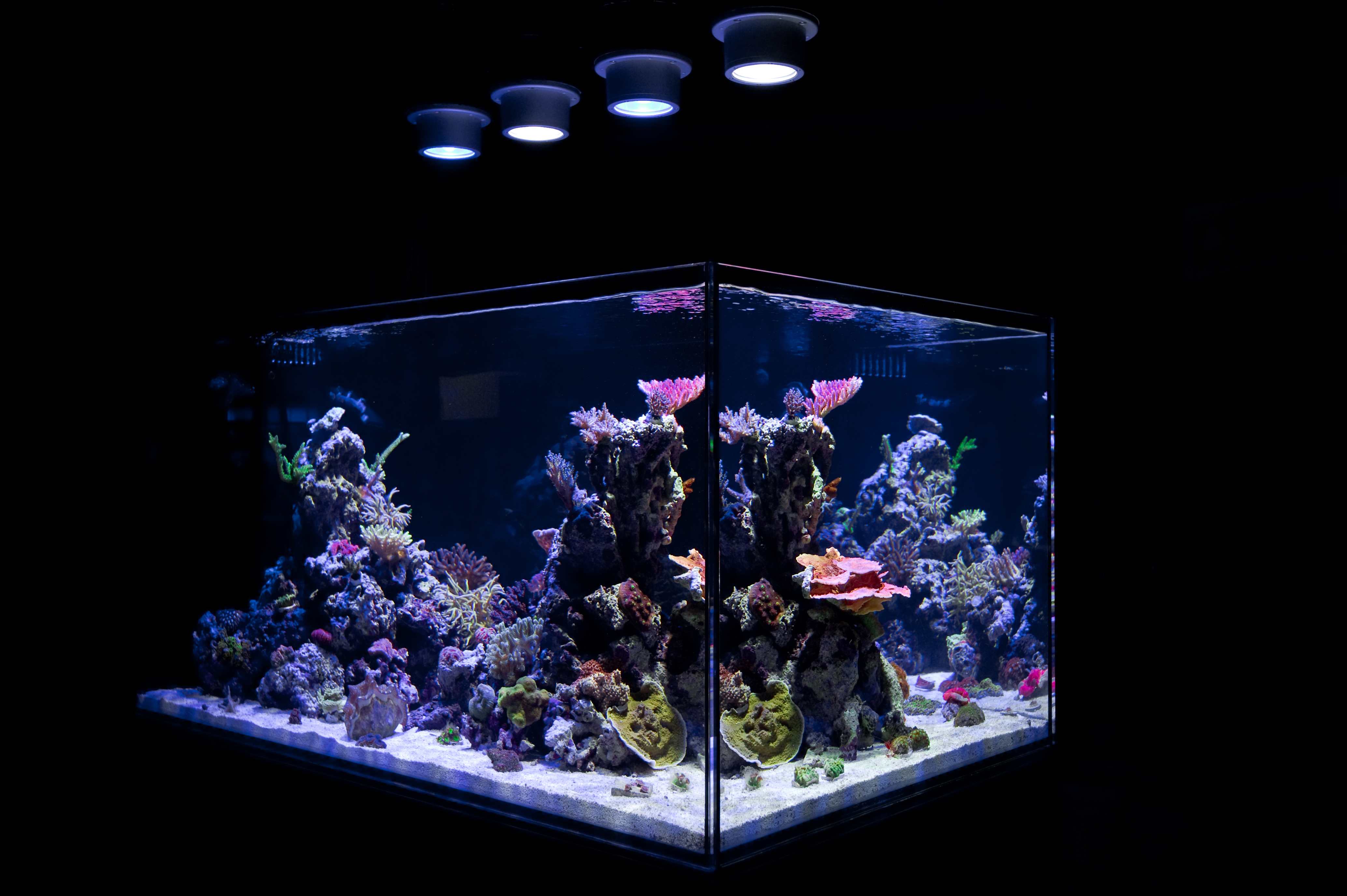 Вода для аквариумных рыбок. Подсветка для аквариума. Аквариум. Морской аквариум. Необычные аквариумы.