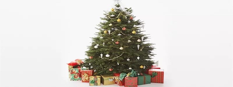 Čas nájsť si svoj vianočný stromček je tu!