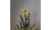 Eglo - LED Vonkajšia vianočná dekorácia 30xLED/0,06W/3xAA IP44