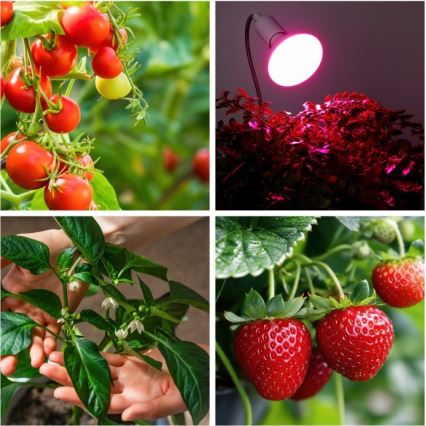 Flexibilná stolná lampa s klipom na pestovanie rastlín PLANTY 1xE27/30W/230V biela