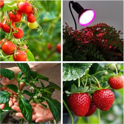 Flexibilná stolná lampa s klipom na pestovanie rastlín PLANTY 1xE27/30W/230V čierna