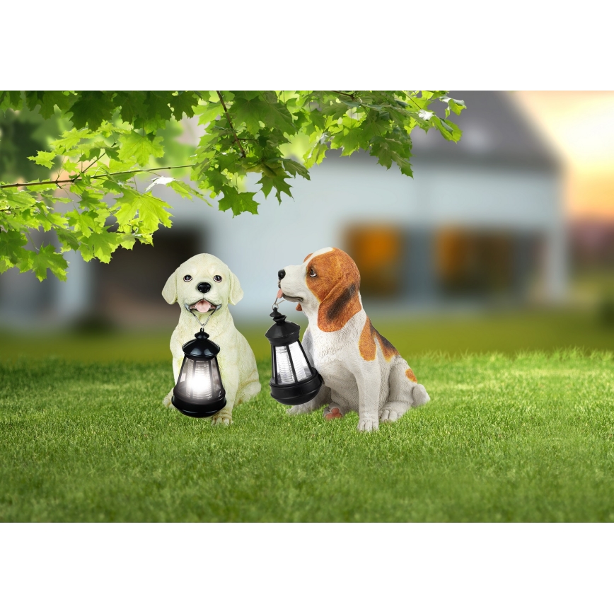 Dva šteňatá, labrador a beagle, držia v papuli lampáše. Nachádzajú sa na trávnatom trávniku pred domom s rozmazaným pozadím.