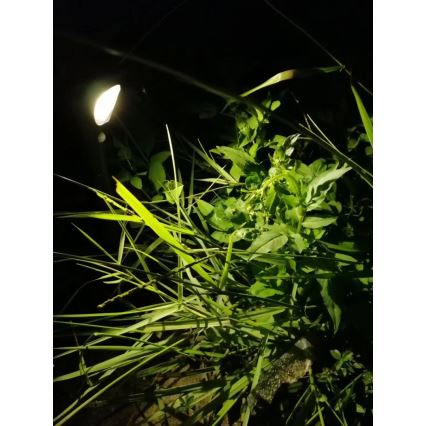 Zahradné svietidlo osvetľuje vysokú trávu a nízke zelené rastliny v noci. Svietidlo je umiestnené v tráve a smeruje svetlo na rastlinstvo.