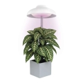 LED interiérové svietidlo pre pestovanie rastlín GROW LED/5W/5V