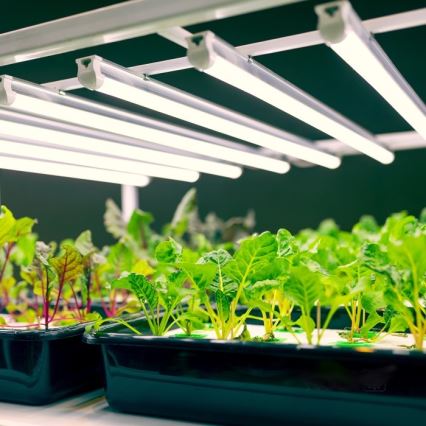 LED Podlinkové svietidlo na pestovanie rastlín GROWLY LED/9W/230V biela