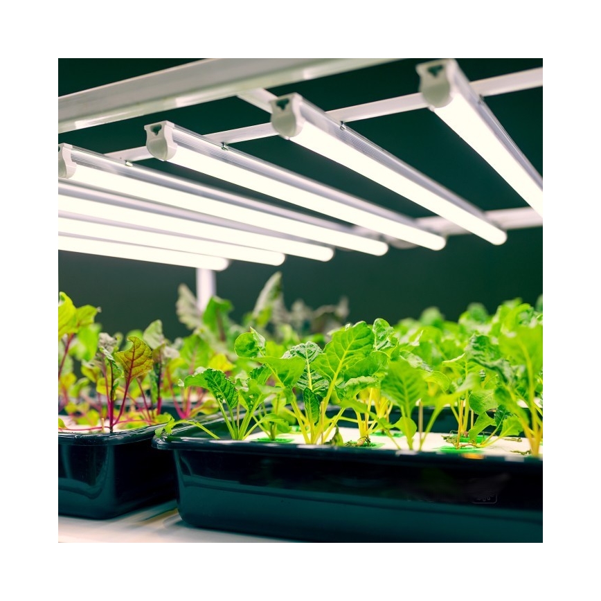 LED Podlinkové svietidlo na pestovanie rastlín GROWLY LED/9W/230V biela