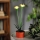LED solárne svietidlo LED/1,2 V 200 mAh IP44 kvetina