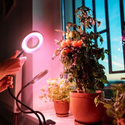 LED Stmievateľná flexibilná stolná lampa s klipom na pestovanie rastlín VITARO 2xLED/4W/230V čierna