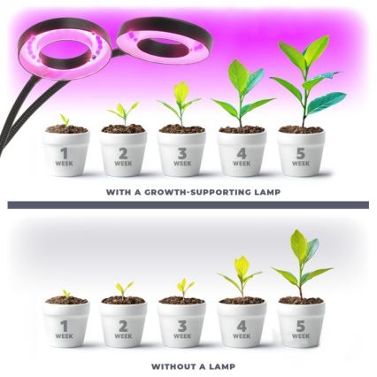 LED Stmievateľná flexibilná stolná lampa s klipom na pestovanie rastlín VITARO 2xLED/4W/230V čierna