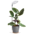 LED Stmievateľná stolová lampa na pestovanie rastlín VERDI LED/5W/5V 1300K CRI 95 biela