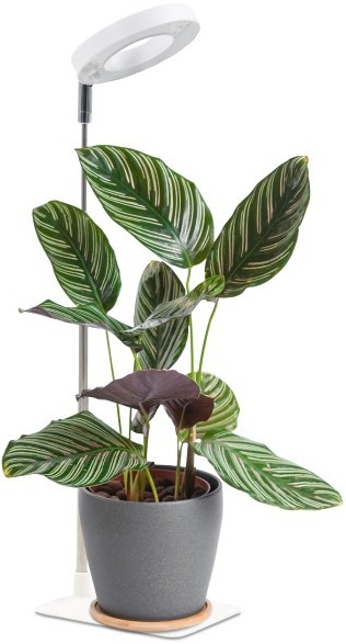 LED Stmievateľná stolová lampa na pestovanie rastlín VERDI LED/5W/5V 1300K CRI 95 biela