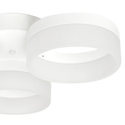 LED Stropné svietidlo RING 3xLED/12W/230V biele