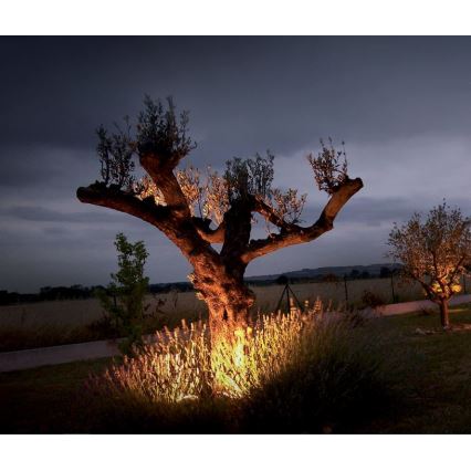 Starý olivovník je osvetlený teplým svetlom pri západe slnka. Korene stromu sú osvetlené, lemujú ho levanduľové kríky. Pozadie tvorí rovinatá krajina a ďalší olivovník.