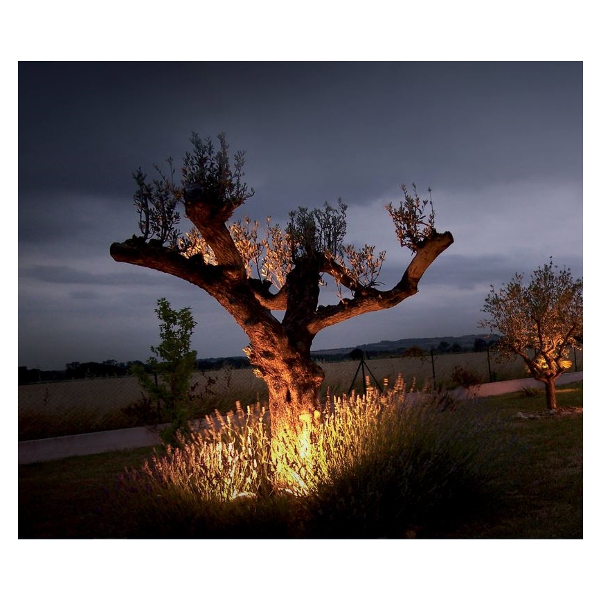Starý olivovník je osvetlený teplým svetlom pri západe slnka. Korene stromu sú osvetlené, lemujú ho levanduľové kríky. Pozadie tvorí rovinatá krajina a ďalší olivovník.