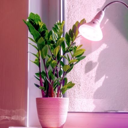 LED Žiarovka na rast rastlín PLANTY E27/7W/230V 1200K biela