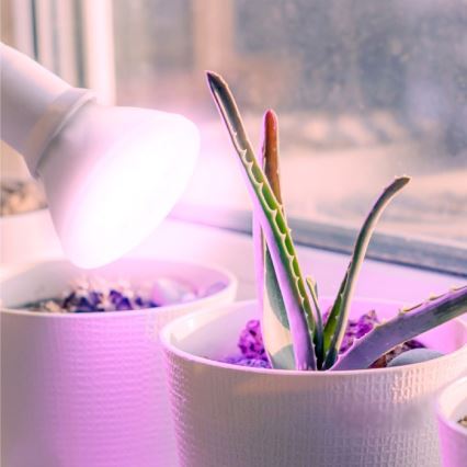 LED Žiarovka na rast rastlín PLANTY E27/7W/230V 1200K biela