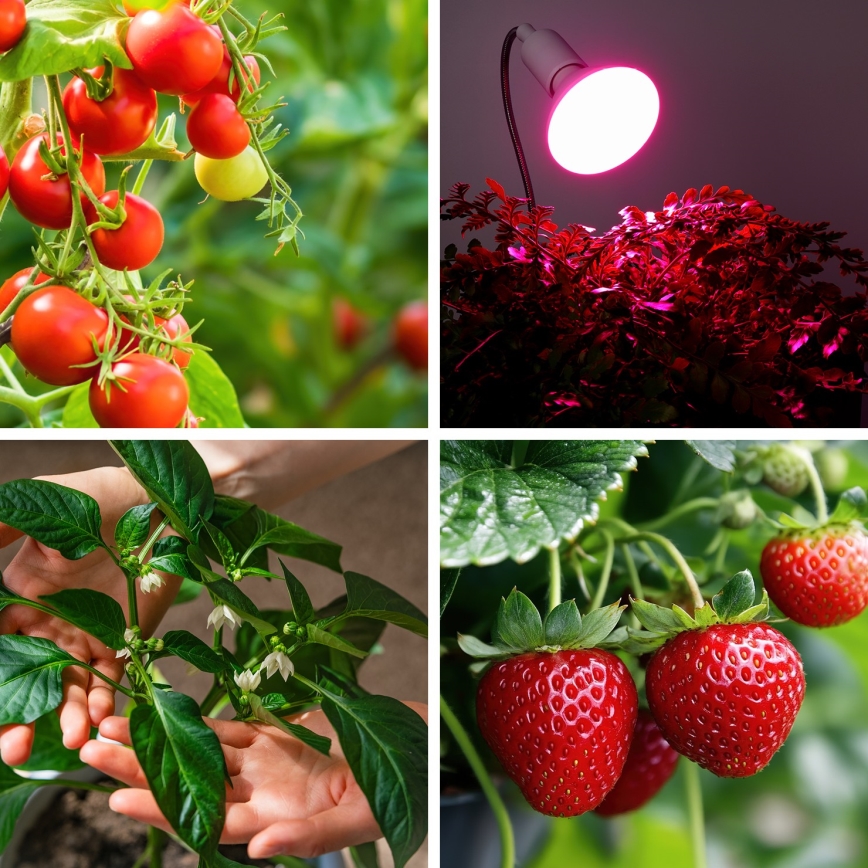 LED Žiarovka na rast rastlín PLANTY E27/9W/230V 1200K biela