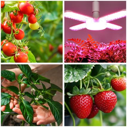 LED Žiarovka na rast rastlín VITABLOOM E27/40W/230V 1200K - Brilagi