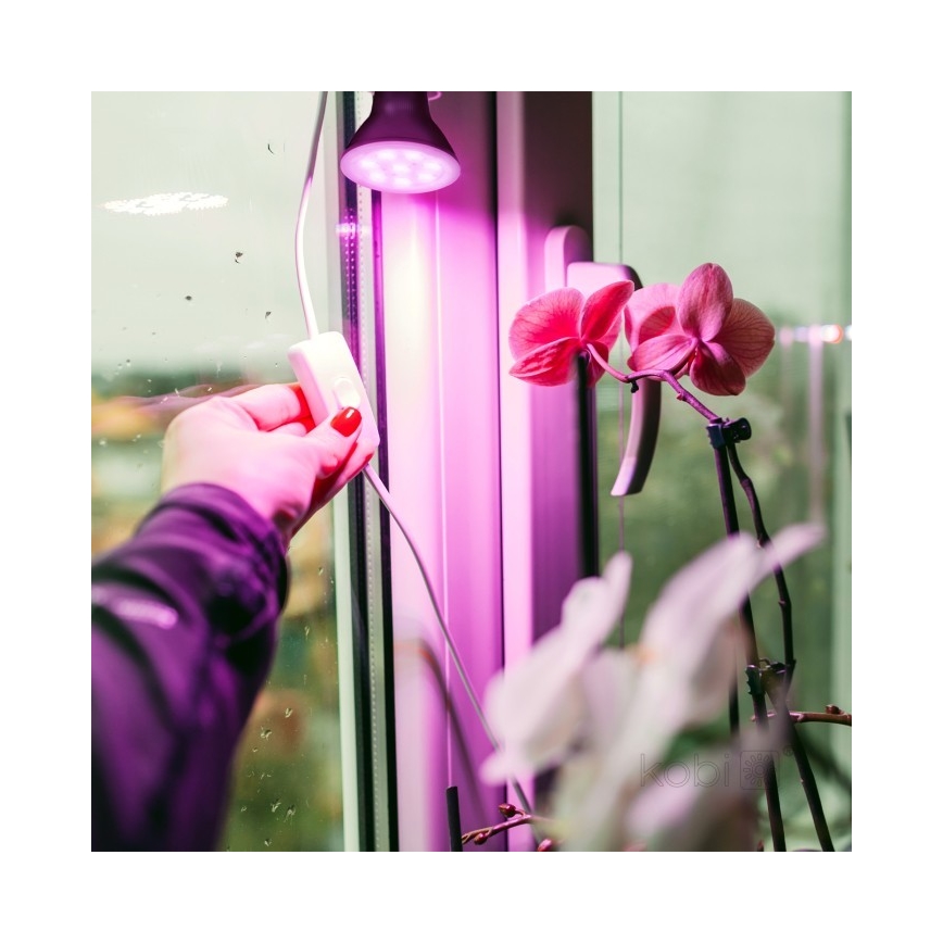 Ruka zapína spínač svetelného zdroja pripevneného k oknu. Svetlo svieti ružovo na orchidey v kvetináči na parapete.