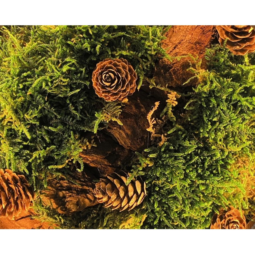 Li-Go 23654 - Stmievateľná LED stolová dekorácia LED/12W/230V 20x22 cm orech/machové zátišie