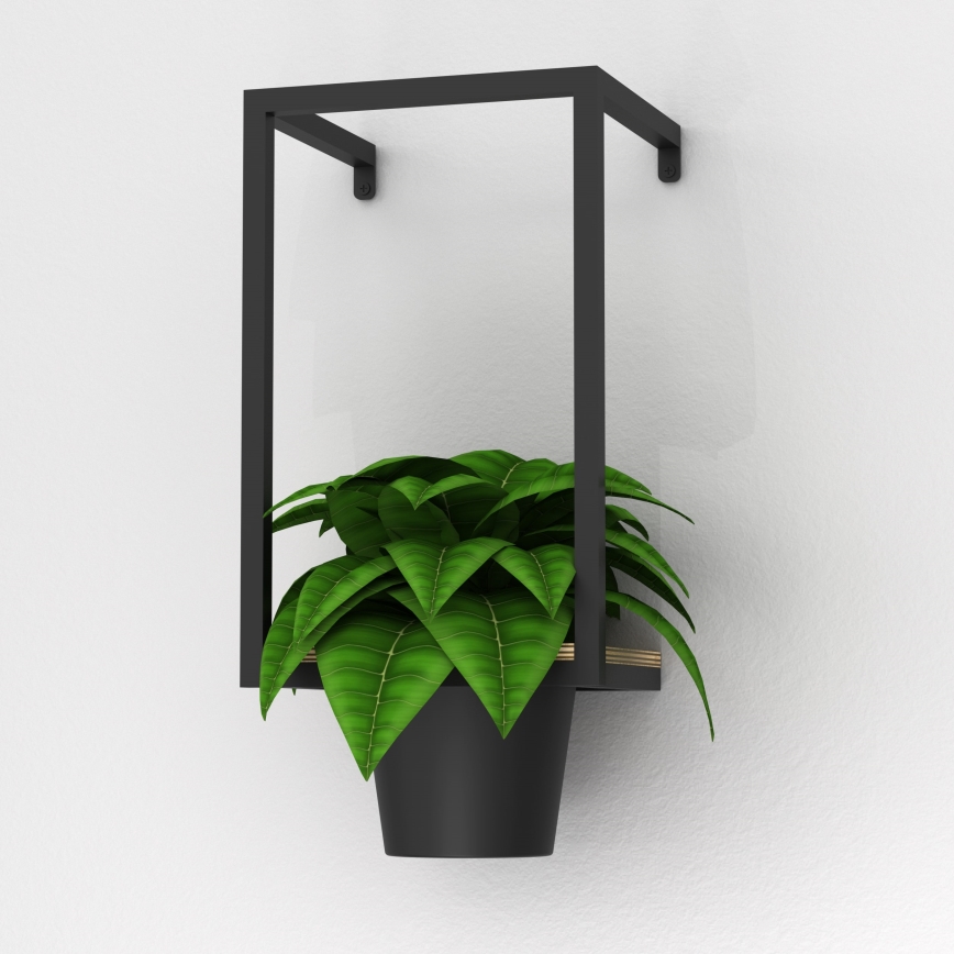 Kvetináč s rastlinou visí v čiernom kovovom ráme pripevnenom na stene. Rastlina má tmavozelené listy.