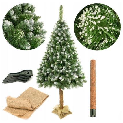 Vianočný stromček na kmeni 220 cm borovica