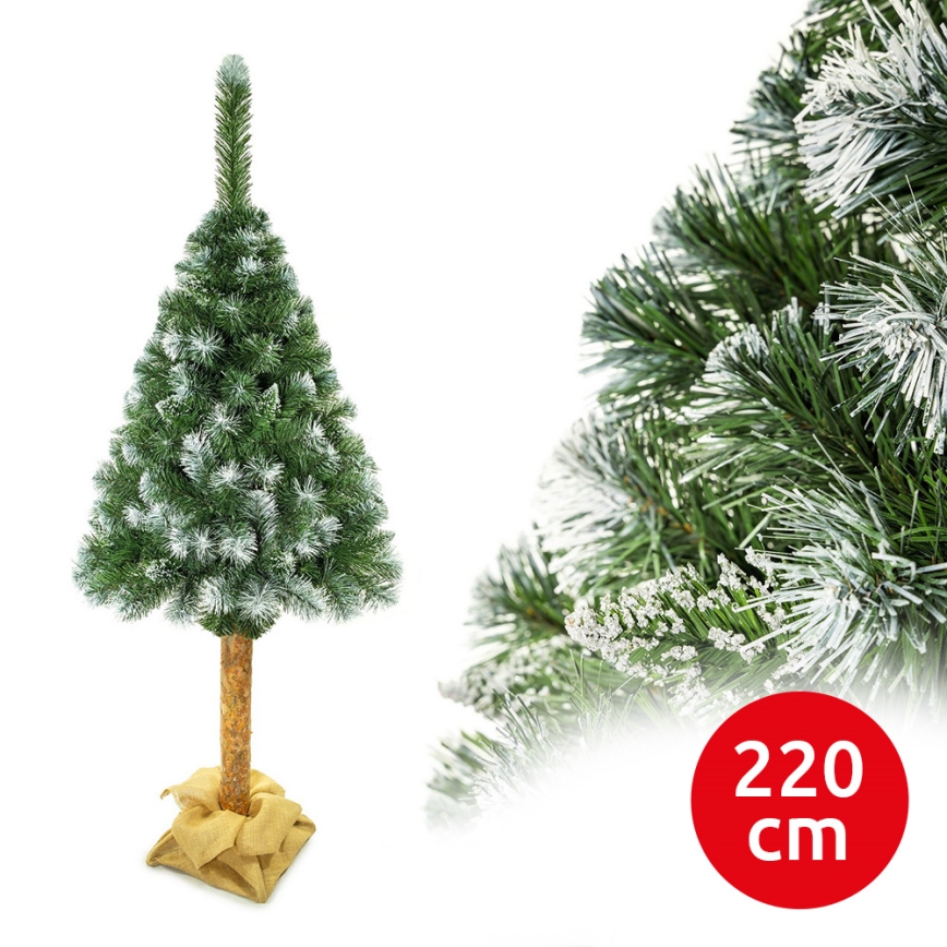 Vianočný stromček na kmeni 220 cm borovica
